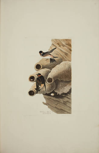 Republican or Cliff Swallow