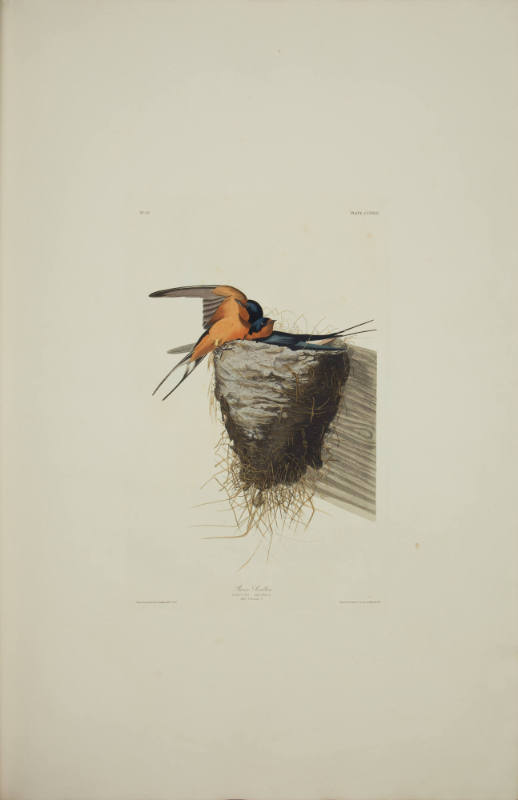 Barn Swallow