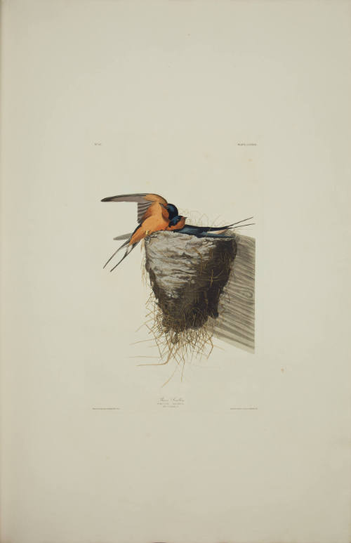 Barn Swallow