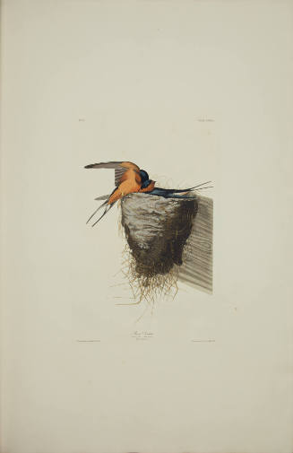 Barn Swallow