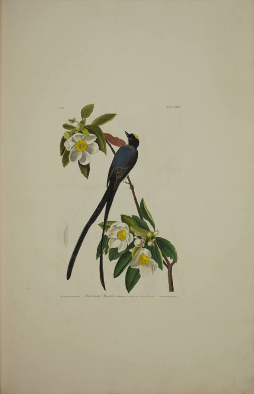 Fork-tailed Flycatcher