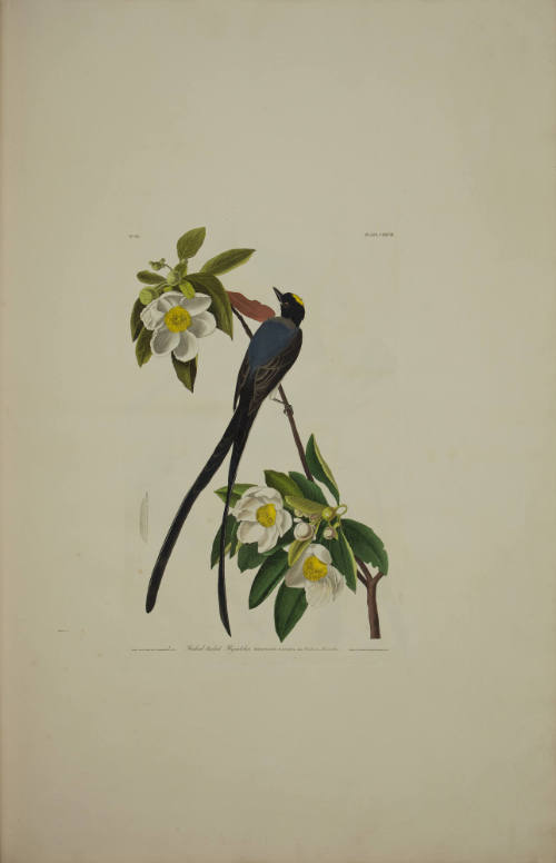 Fork-tailed Flycatcher