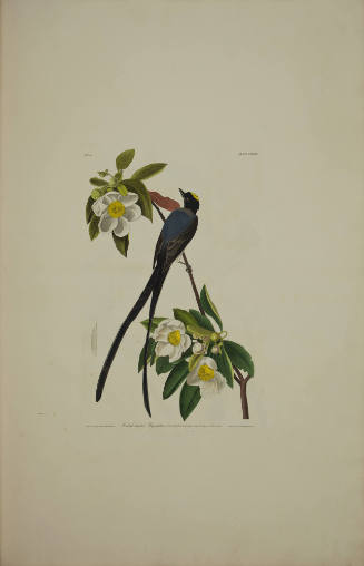 Fork-tailed Flycatcher