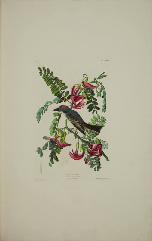 Pipiry Flycatcher