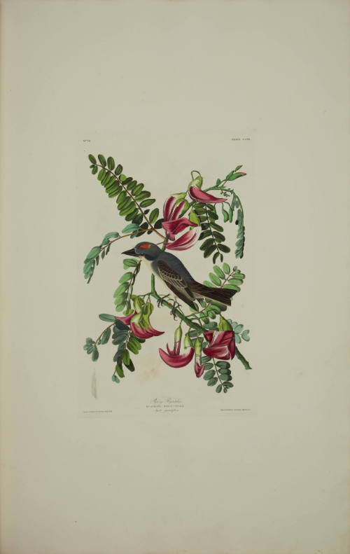 Pipiry Flycatcher