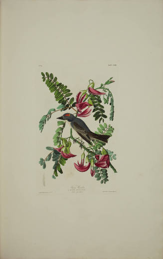 Pipiry Flycatcher