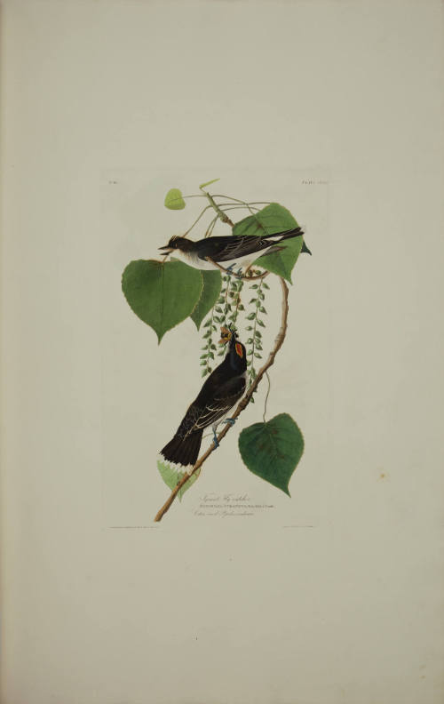 Tyrant Fly-catcher