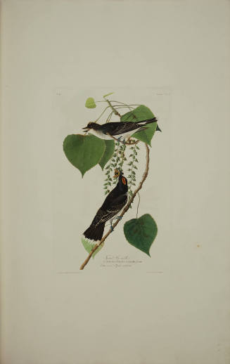 Tyrant Fly-catcher