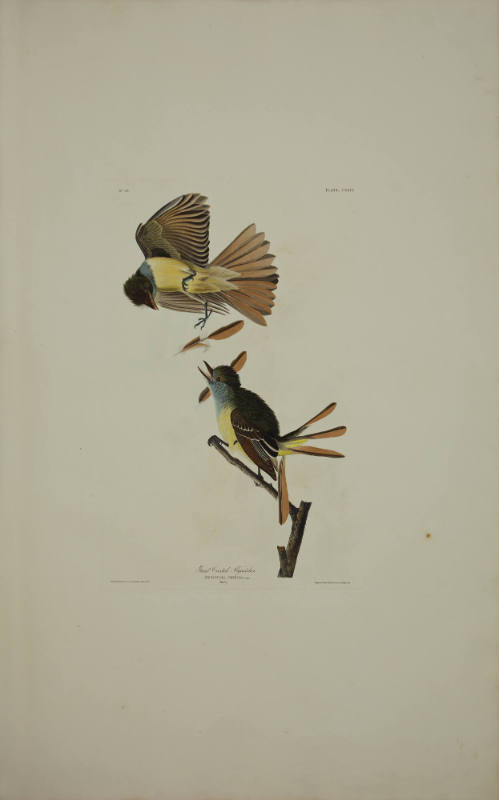 Great Crested Flycatcher