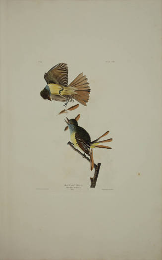 Great Crested Flycatcher
