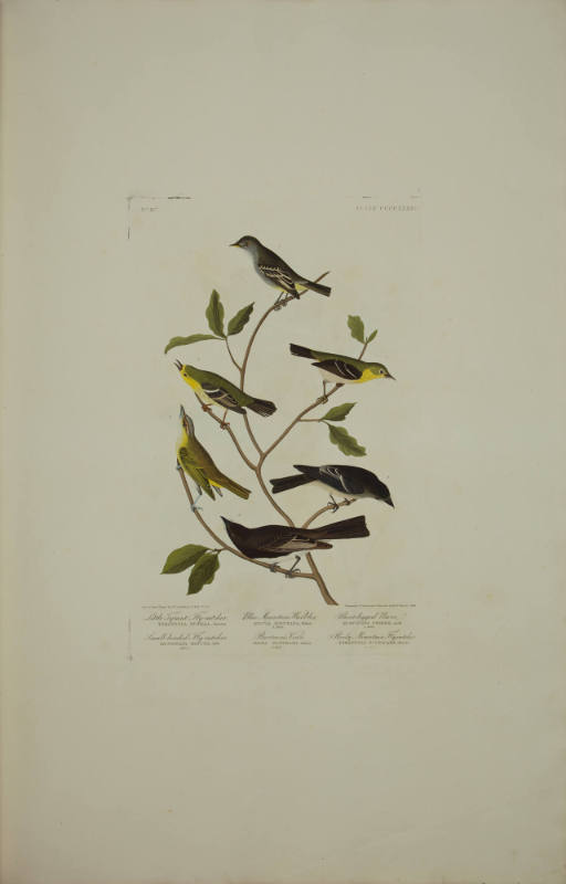 Little Tyrant Fly-catcher ; Small-headed Fly-catcher ; Blue Mountain Warbler ; Bartram's Vireo ; Short-legged Pewee ; Rocky Mountain Fly-catcher