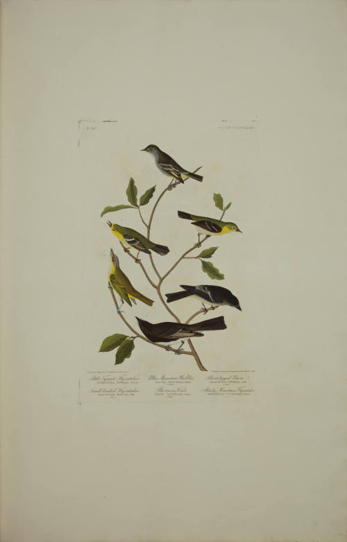 Little Tyrant Fly-catcher ; Small-headed Fly-catcher ; Blue Mountain Warbler ; Bartram's Vireo ; Short-legged Pewee ; Rocky Mountain Fly-catcher