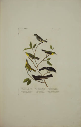 Little Tyrant Fly-catcher ; Small-headed Fly-catcher ; Blue Mountain Warbler ; Bartram's Vireo ; Short-legged Pewee ; Rocky Mountain Fly-catcher