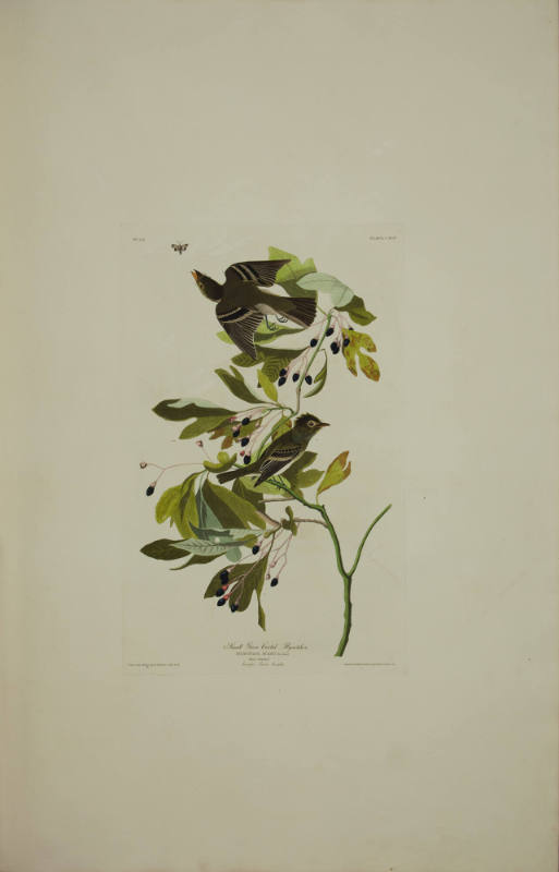Small Green Crested Flycatcher