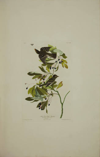 Small Green Crested Flycatcher