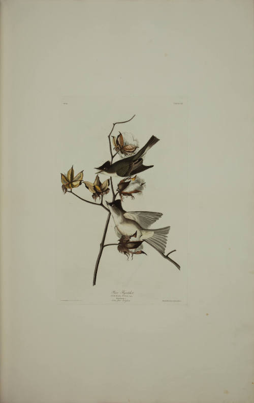 Pewee Flycatcher