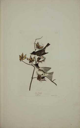Pewee Flycatcher