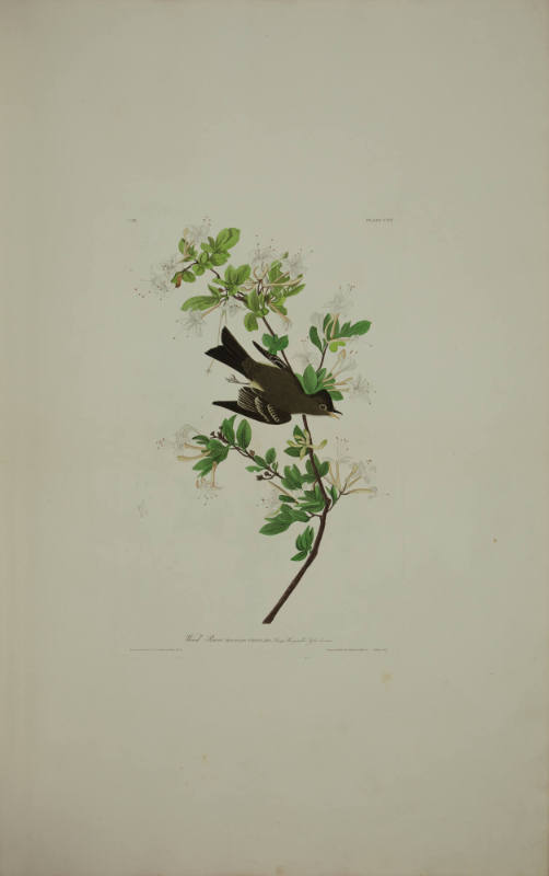 Wood Pewee