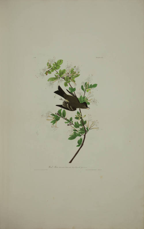 Wood Pewee