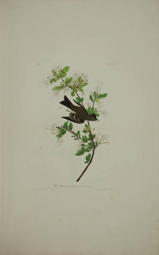 Wood Pewee