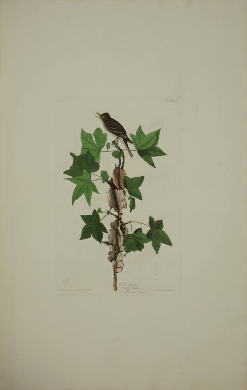 Traill's Flycatcher