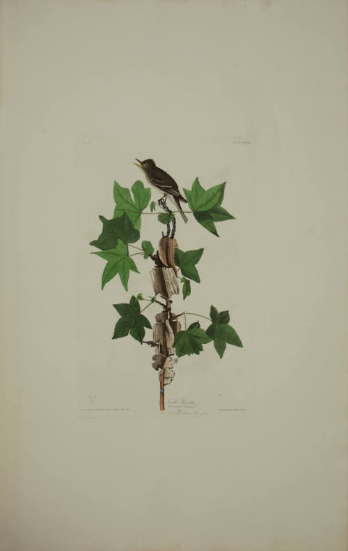 Traill's Flycatcher
