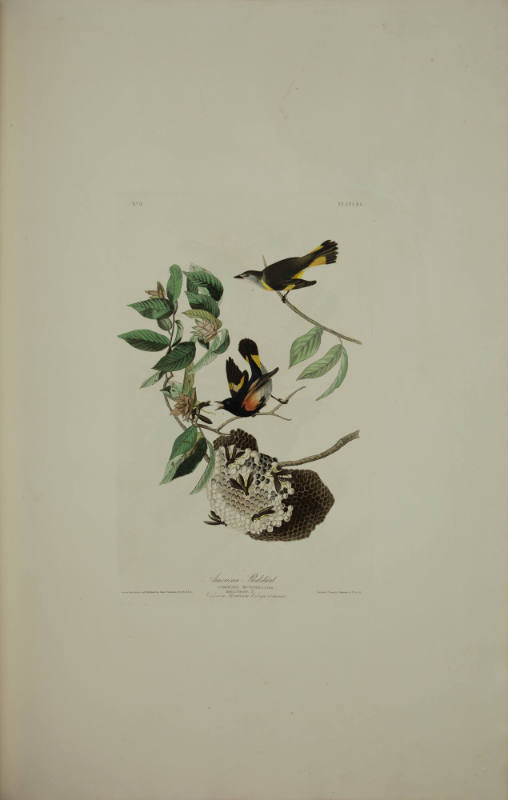 American Redstart