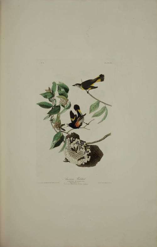 American Redstart
