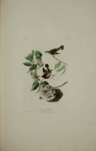 American Redstart