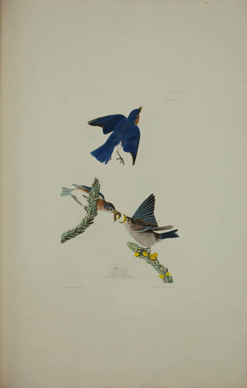Blue-bird