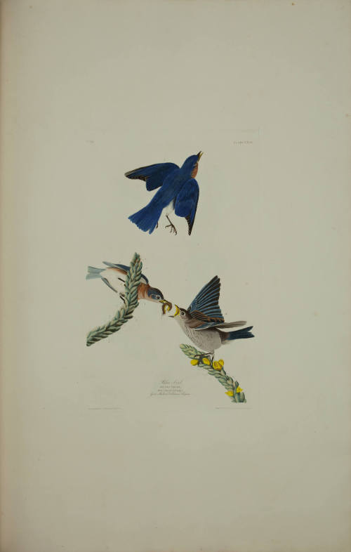 Blue-bird