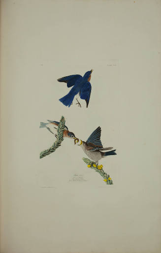 Blue-bird