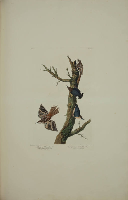 Brown Creeper; Californian Nuthatch