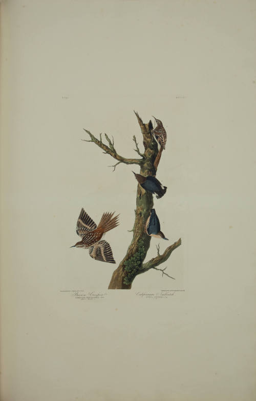 Brown Creeper; Californian Nuthatch