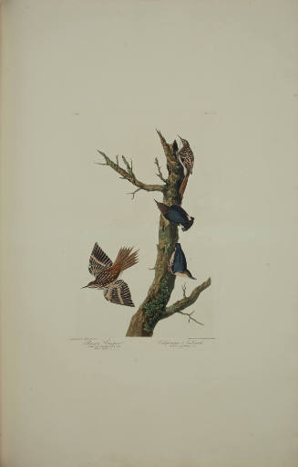 Brown Creeper; Californian Nuthatch