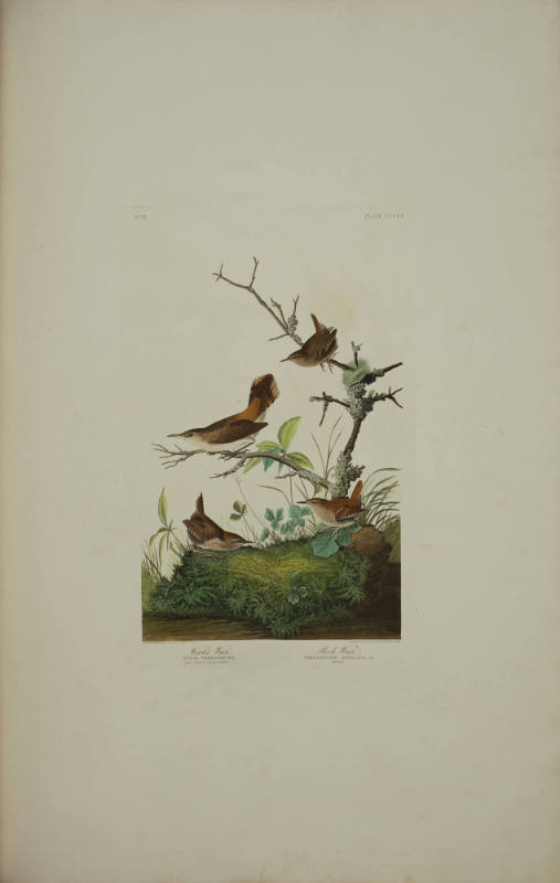 Winter Wren; Rock Wren