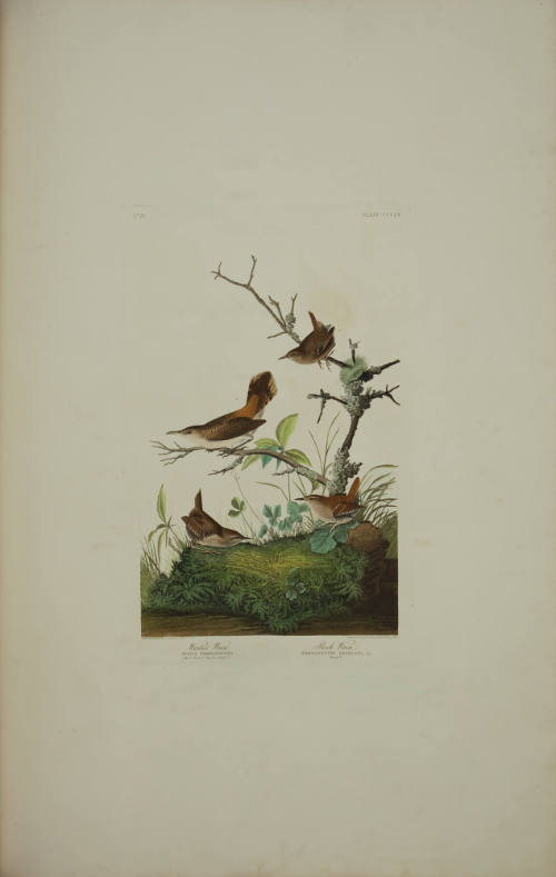 Winter Wren; Rock Wren