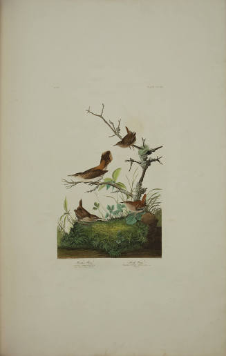 Winter Wren; Rock Wren