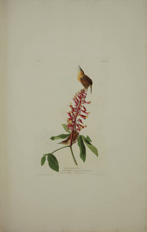 Great Carolina Wren