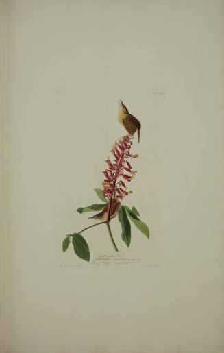 Great Carolina Wren