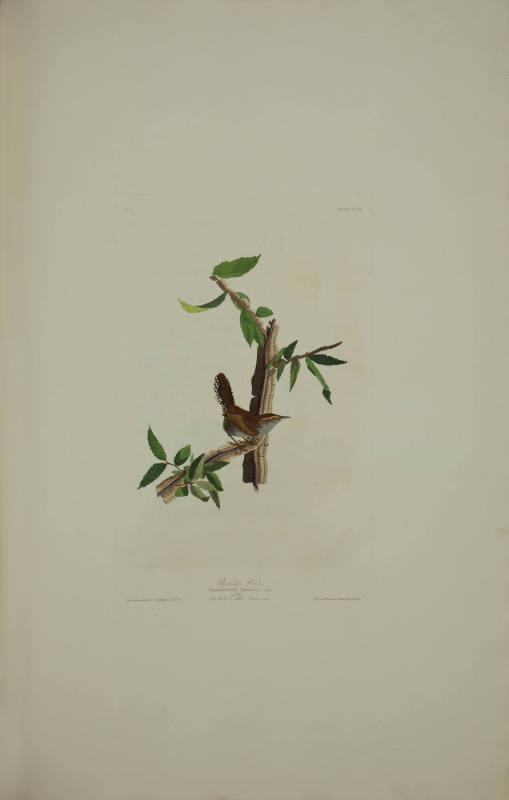 Bewick's Wren
