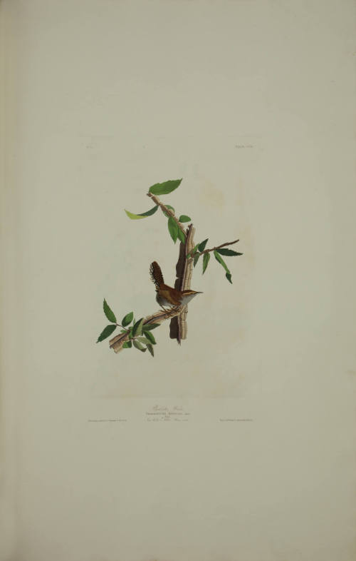 Bewick's Wren
