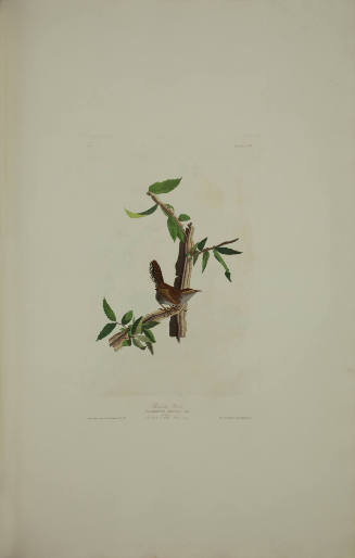 Bewick's Wren