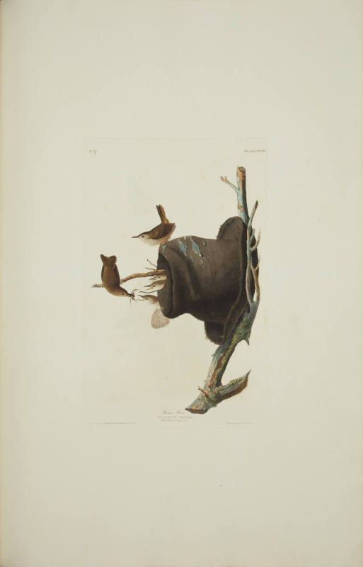 House Wren