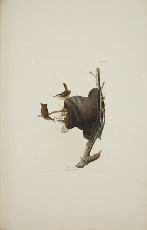 House Wren