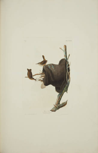 House Wren