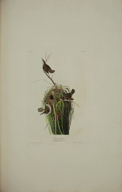 Marsh Wren