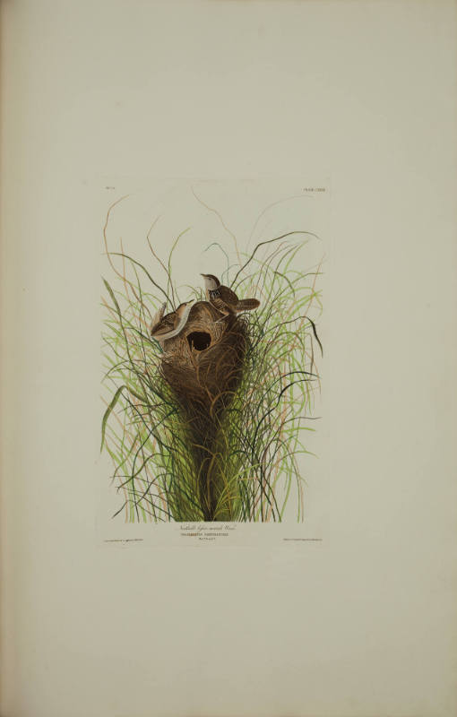Nuttalls lesser-marsh Wren