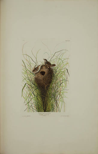Nuttalls lesser-marsh Wren