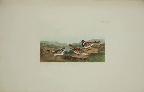Lapland Long-spur